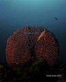   Longnose hawkfish Oxycirrhites typus Isla del Cao Osa Costa Rica David Garcia. nikon d300s 105mm ikelite housing Garcia  